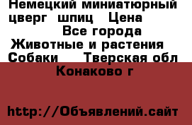 Немецкий миниатюрный(цверг) шпиц › Цена ­ 50 000 - Все города Животные и растения » Собаки   . Тверская обл.,Конаково г.